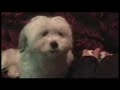 Cute Dog gets Scared