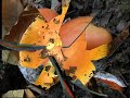 Amanita caesarea - Ovolo Buono