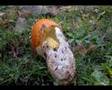 Amanita caesarea - Ovolo Buono