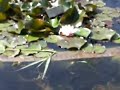 Froschkonzert Froschkonzert