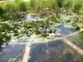 Froschkonzert