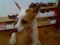 Jacky - My Naughty Jack Russel Jacky - My Naughty Jack Russel
