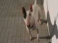 bull terrier