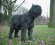Boyero de Flandes video