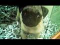 Puppies! (10-26-09 Vlog #15)