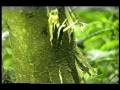 videos de Ak 47 in action