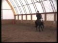 Mercedes Storm Friesian Sport Horse Ster Mare Mercedes Storm Friesian Sport Horse Ster Mare