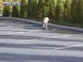 worlds best dog ever!