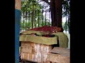 Taki Tsan - To agoraki me ton anaptira
