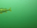 Scuba Diving Ruinerwold (Part 3)