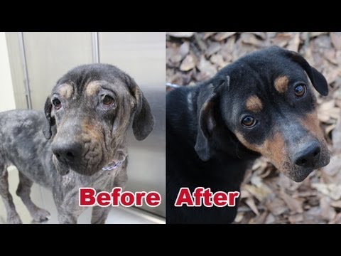 how to treat demodectic mange