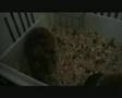 videos de Snuffie is een vogel???