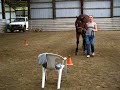 None of your Bizness showmanship 2
