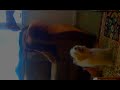 How to train dogs (funny video)