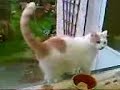 Reversing cat