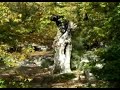 A la decouverte de la chataigne en Ardeche