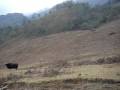 Wild Mithun Sighting in Nagaland