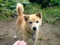 我が家のコロ　お手できるかな？　その1