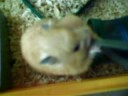 Hamster lool xD