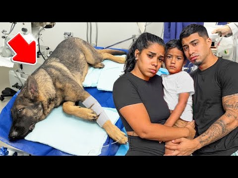 Our dog broke his leg…