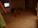 A boy and a Dog A boy and a Dog