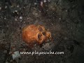 Ancient Death in Cenote with Playa Scuba Dive Center Ancient Death in Cenote with Playa Scuba Dive Center