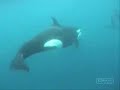 Orcas - \"Victory\"