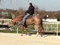 videos de Im Guaranteed Good AQHA 2005 Mare for sale