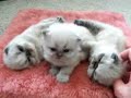 Cute Baby Himalayan Kittens Cute Baby Himalayan Kittens