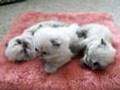 Cute Baby Himalayan Kittens