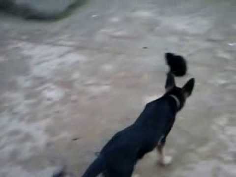 41pequena - Interessante como o mundo animal insiste em nos surpreender rsrsrs.. Uma versão nova do cão coragem.