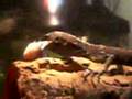 Black tree monitor feeding