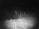 HCO ScoutGuard SG550 Video - Nice Bucks Waterhole