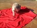 susy pig gira