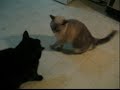 droles-de-chats.html