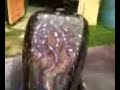 Video from My Phone (0706081632.3g2)