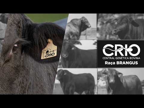 CRIO Ano 10 - Mundial Brangus 2026
