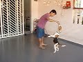 Beagle Beagle