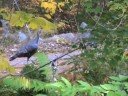 TurkeyVultures