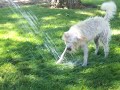 sophie-the-schnoodles-first-walk.html