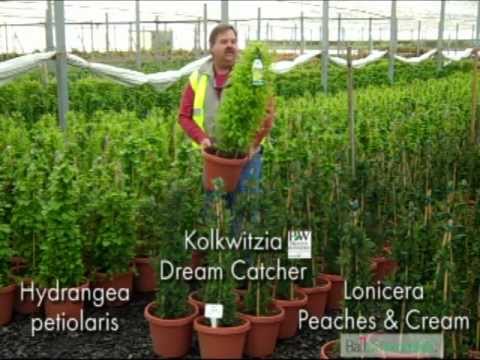 how to fertilize escallonia