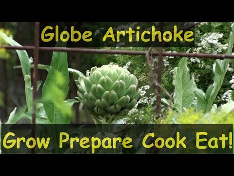 how to harvest globe artichokes