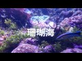 珊瑚海 Cover