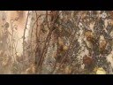 Anselm Kiefer