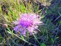 videos de Les Fleurs.wmv