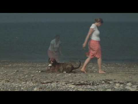 bull mastiff