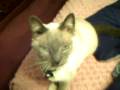 Sharkus 18 year old Siamese Cat