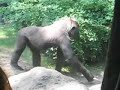 Bronx Zoo Gorillas Bronx Zoo Gorillas