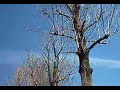Chemtrail Ellwood City PA shot 2