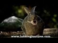 Lake Region Discount Tires - Commercial
